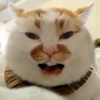 320x320
