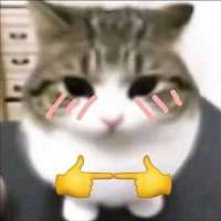 736x736