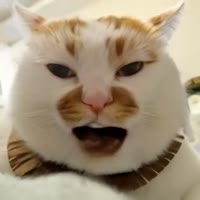 320x320