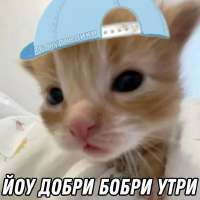 736x736
