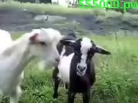 320x240