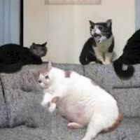 360x360