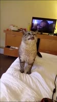 406x720