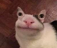 340x290