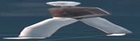 1200x357