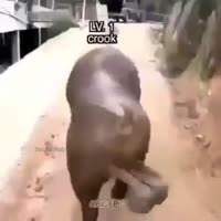 368x368