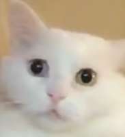 390x426