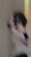 530x960