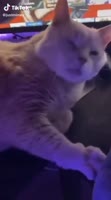 462x828