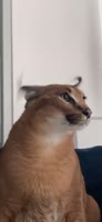 332x720