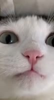 464x848