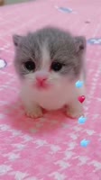406x720