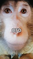 480x854