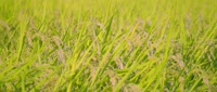 1920x816