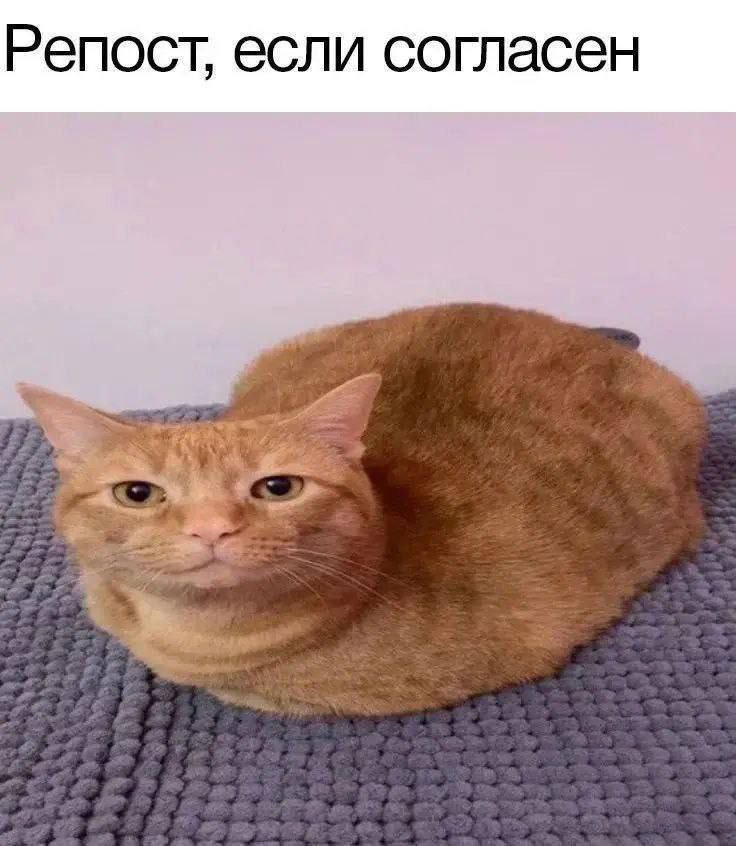 736x846