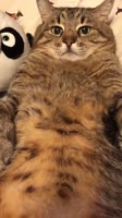 406x720