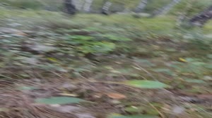 1920x1080