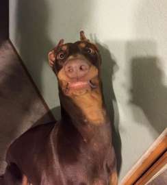 56