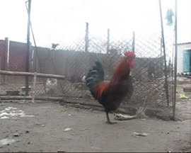 450x360