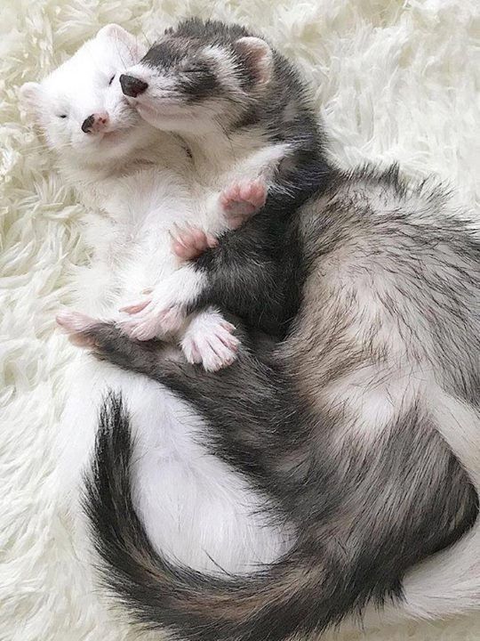 540x720