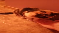 1280x720