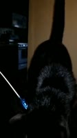 460x816