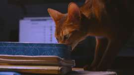 1280x720