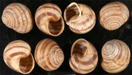 600x341