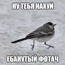 463x463