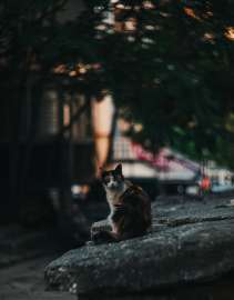 4000x5099