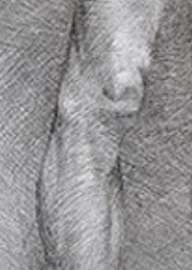 215x302