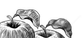 1010x454