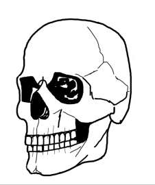 525x627