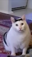 480x854