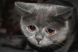 41