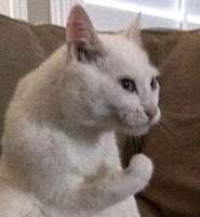 96