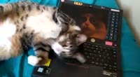 480x264