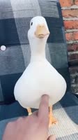 360x640