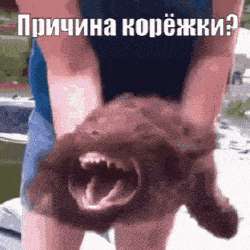 281x281