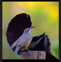 720x728