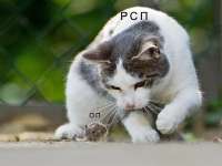 600x450