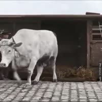 360x360