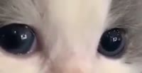 528x272