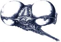 593x414