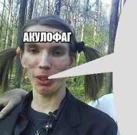342x337