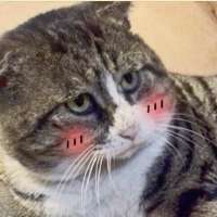 720x720