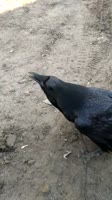406x720