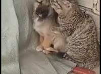 328x240