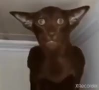 264x240