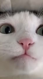 464x848